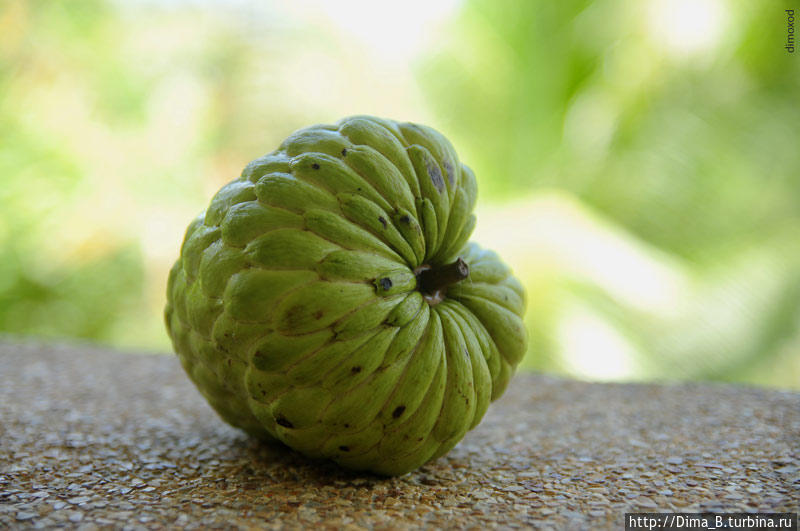 Сахарное яблоко,Аннона (custard apple) плотная желейная структура, или как латекс. Похоже на хурму, и мучнистостью тоже. Южный Таиланд, Таиланд