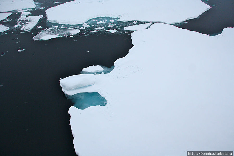профиль тасманийского дьявола (того, что из мультфильма)...