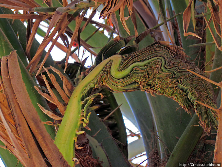 Угадайте, что это?