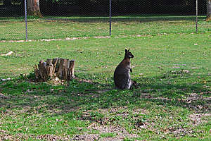 С детенышем в сумке