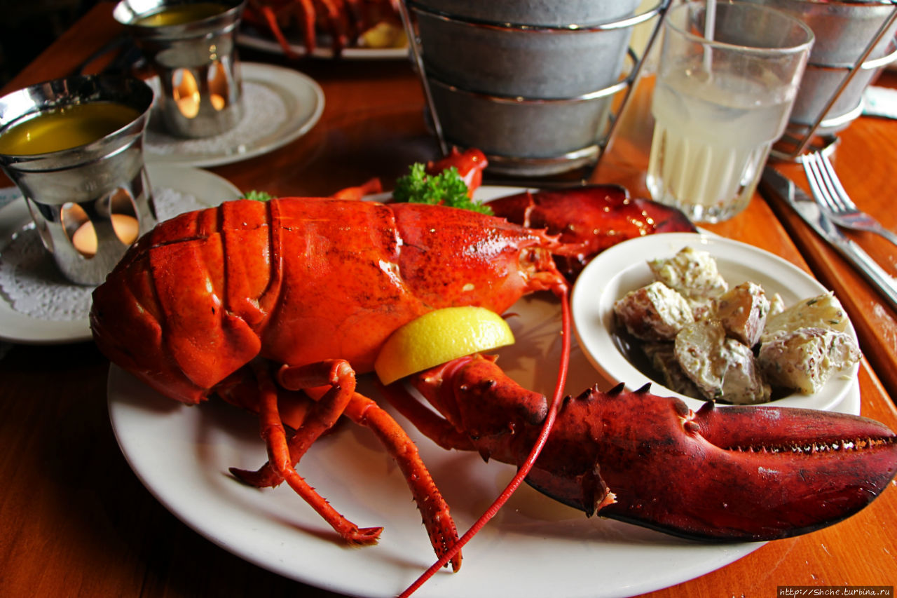 самые громкие рыбы. большеротый буффало рыба. Old fish. старая рыба. рыба в искусстве.