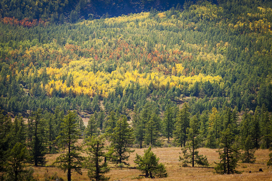 Точками включают осень, и жирная желтая гуашь притягивает к себе объектив. Монголия