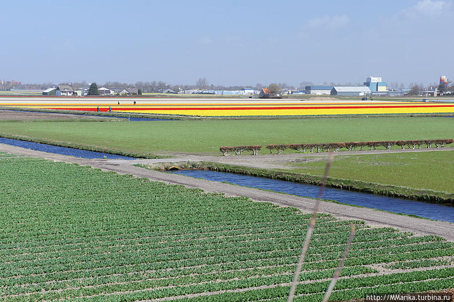 поля вокруг парка Кёкенхоф, Нидерланды