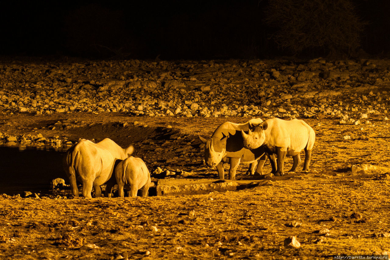 Этоша: Страна миражей Этоша Национальный Парк, Намибия
