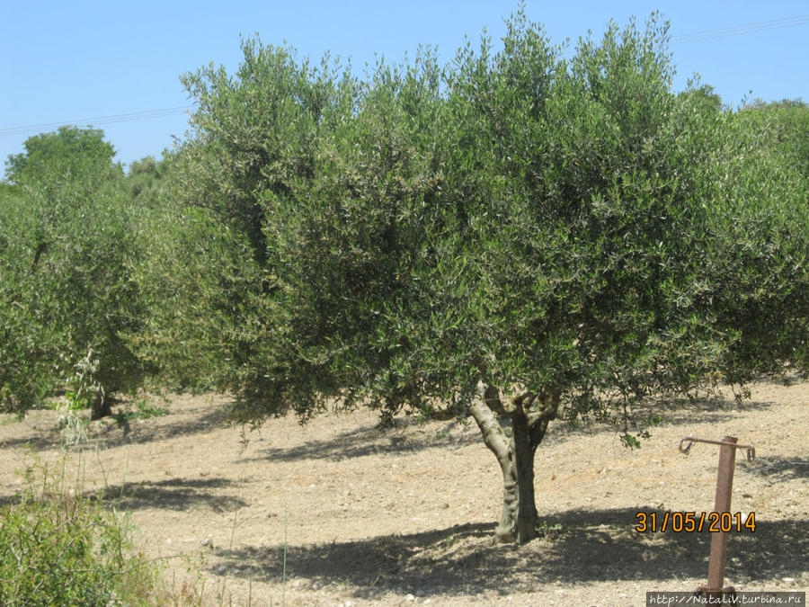 Оливковые рощи Матала, Греция