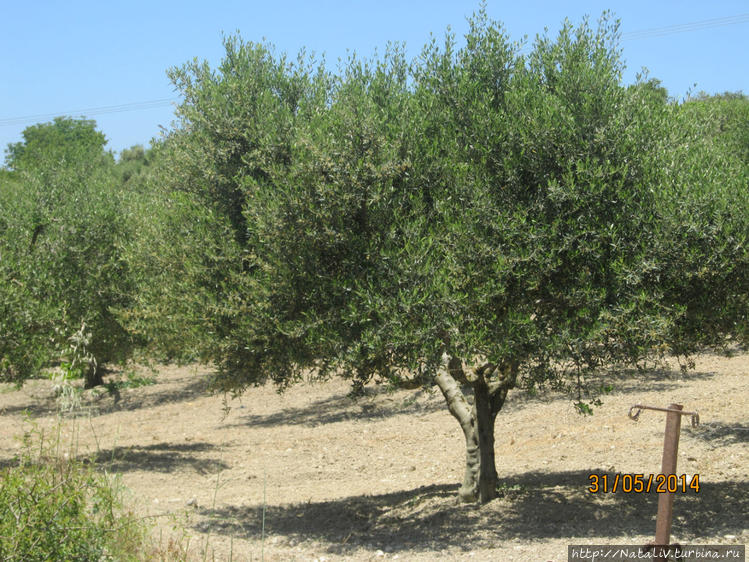 Оливковые рощи