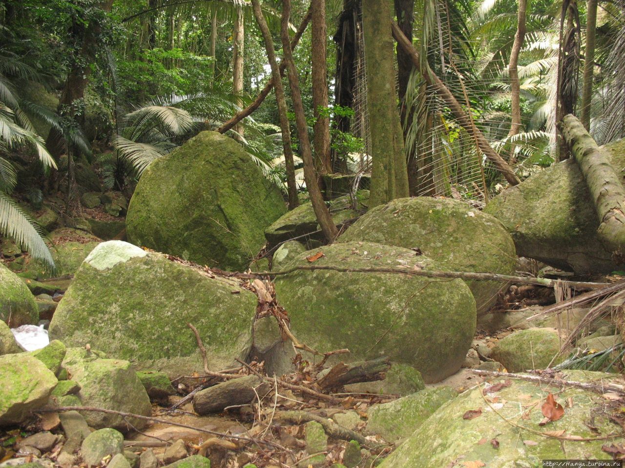 Ostrov Tioman Pohod V Dzhungli Den 3 J Ch 57 Pohod V Dzhungli Na Ostrove Tioman Tioman S Jungle Trip