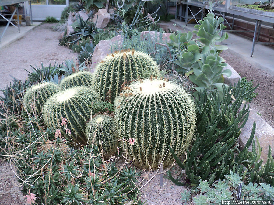 Кактусы огромных размеров, в высоту сантиметров 80.