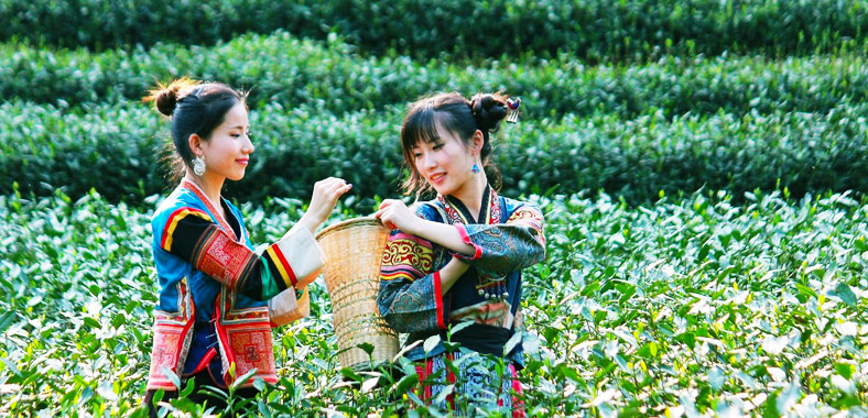 Чайные плантации Лунцзинь Колодец Дракона / Longjing Dragon Well tea plantations