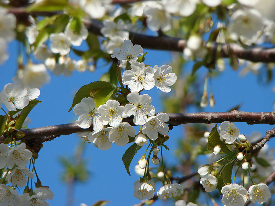 Моя сакура Москва, Россия