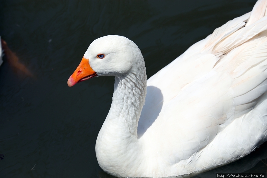 Зоопарк Лимы Лима, Перу