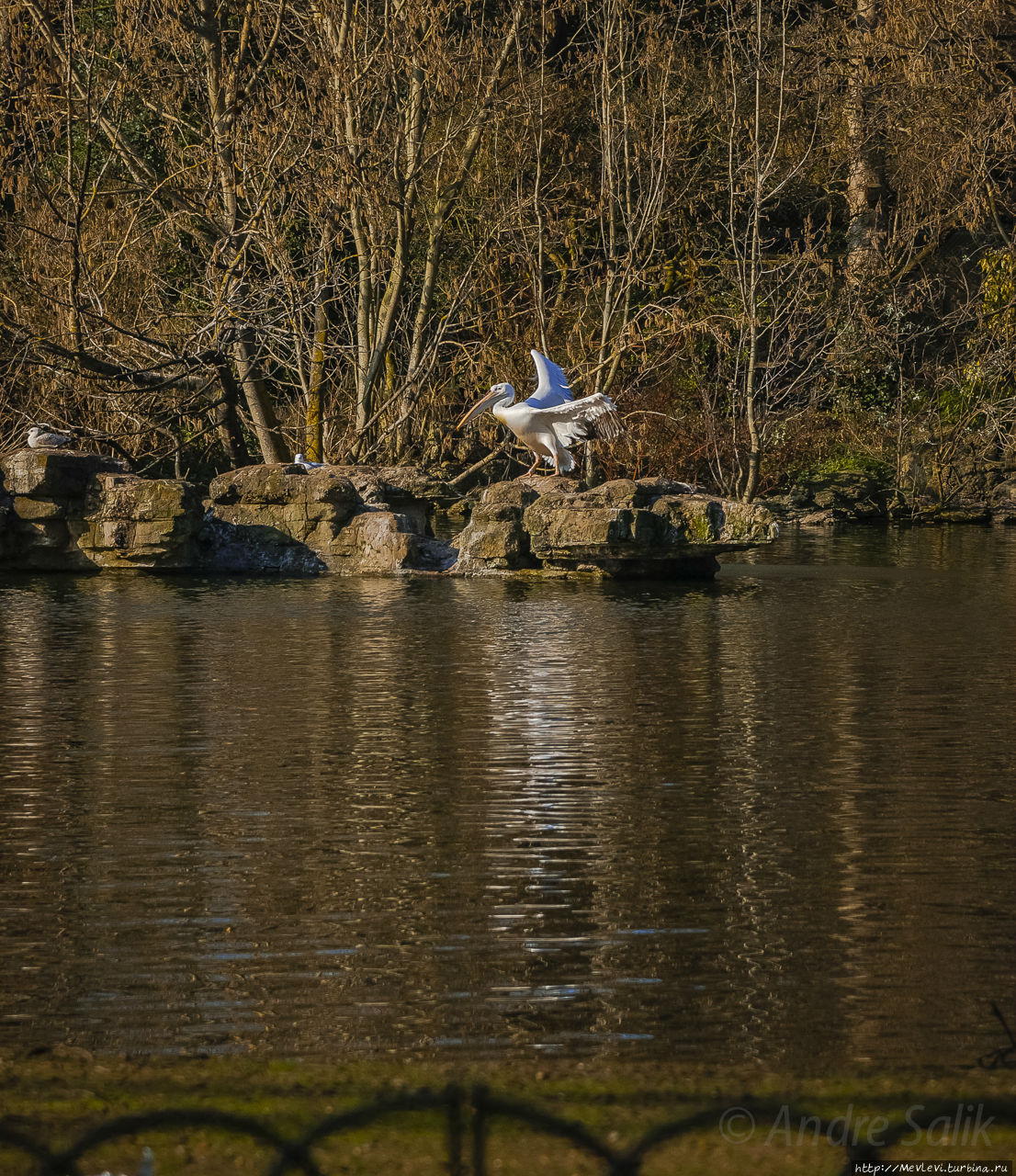 Любимый символ и протеже королевы Англии