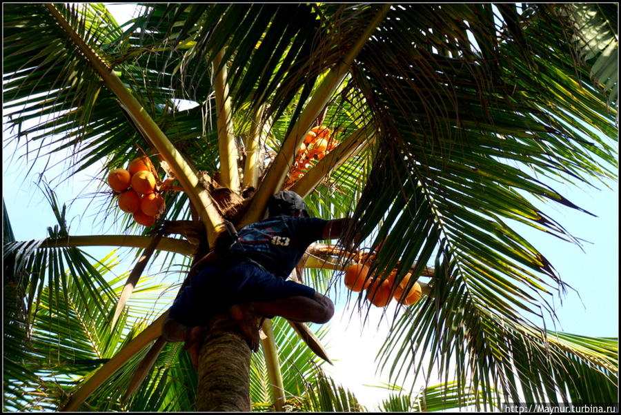 Уборка  урожая   кокосов   во  дворике   нашей  гостиницы.