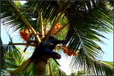 Уборка  урожая   кокосов   во  дворике   нашей  гостиницы.
