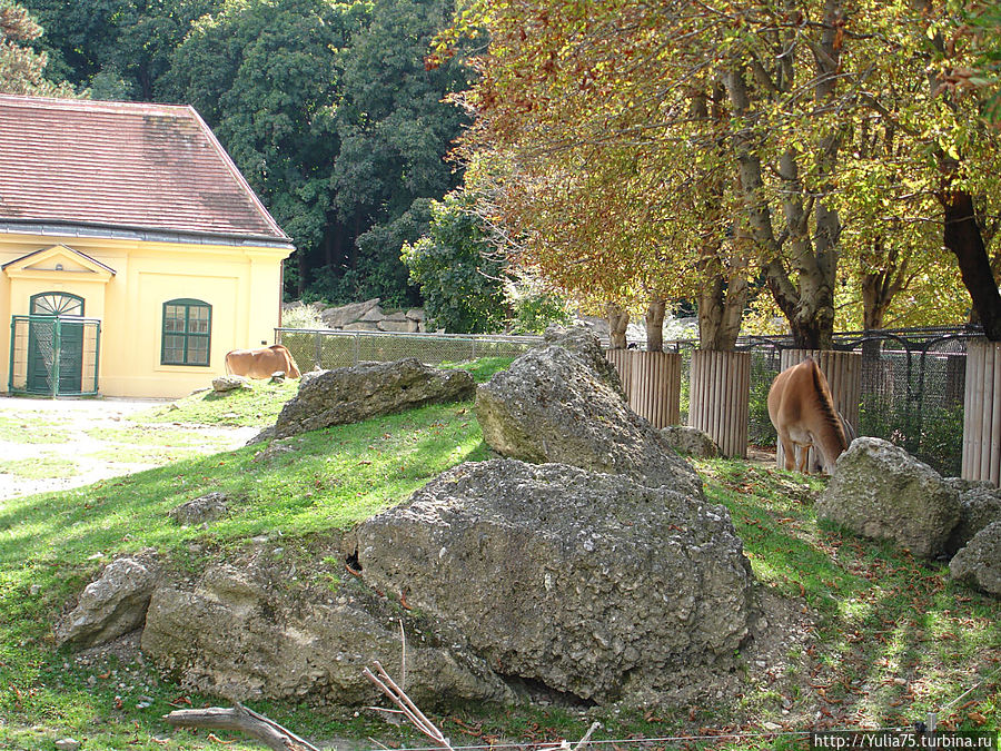 Зоопарк Шёнбрунн Вена, Австрия