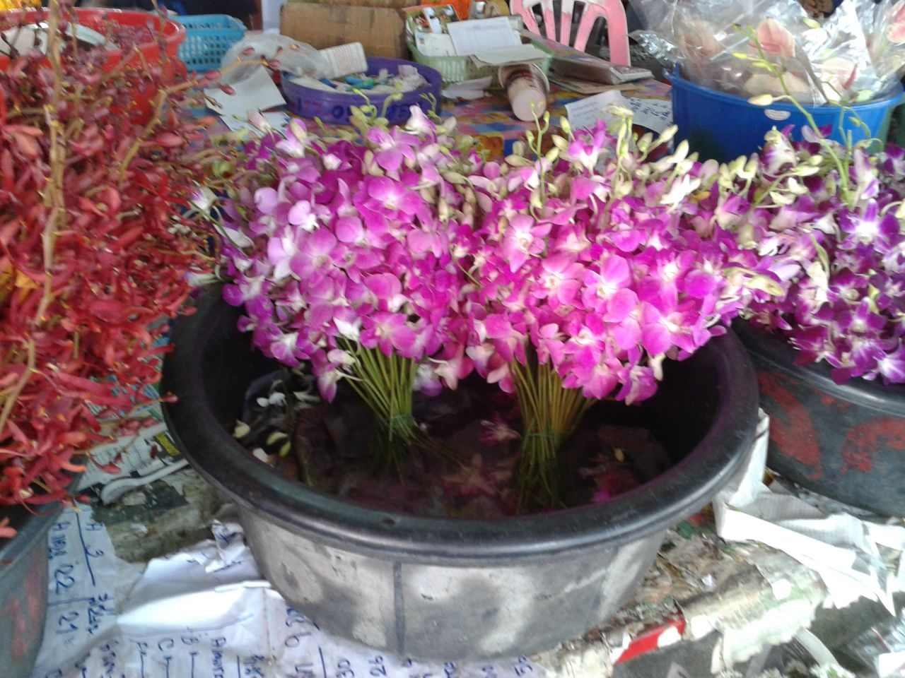 Таиланд. Друзья и цветы. Таиланд
