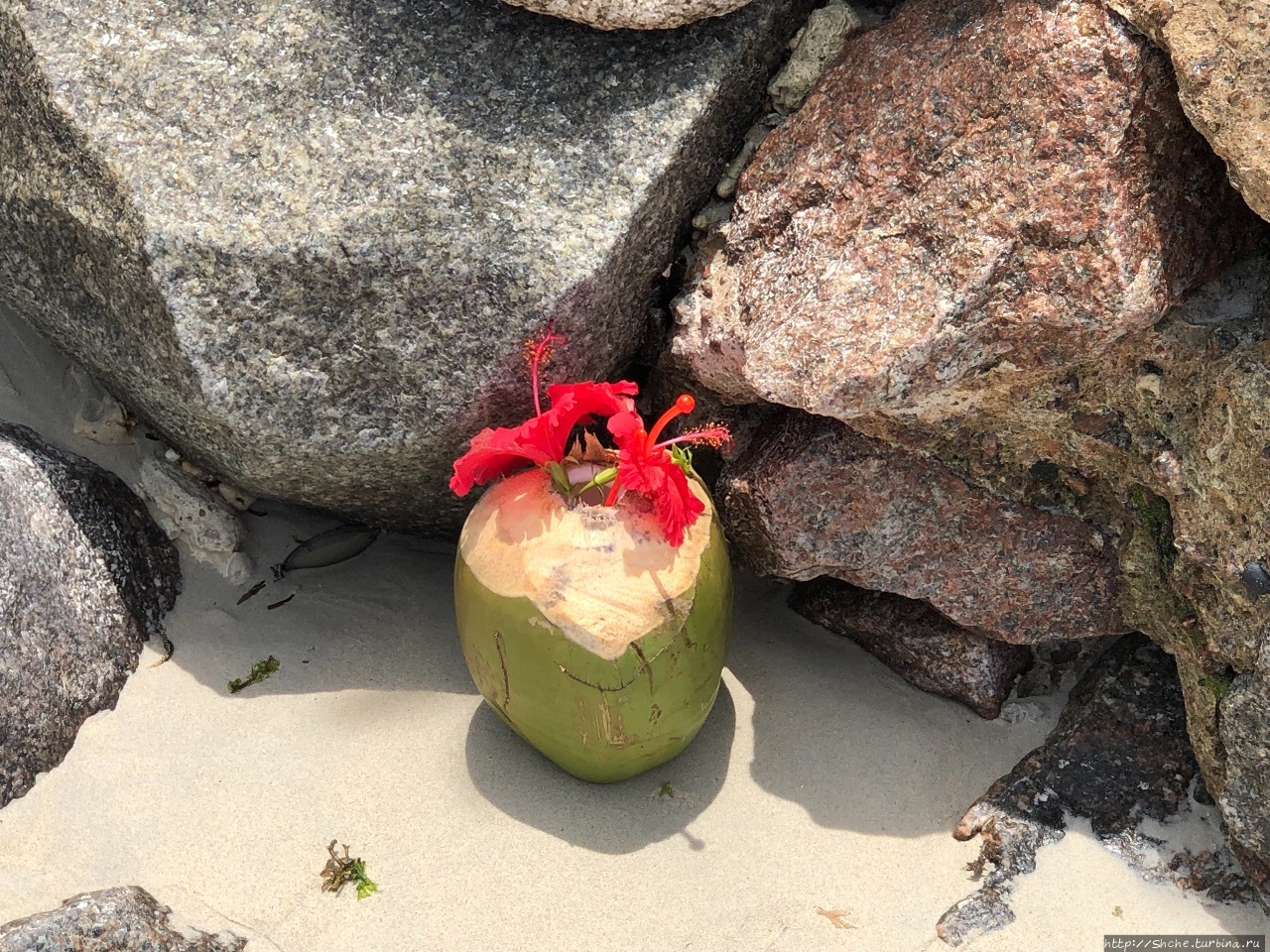 Ко-ко, или пара дней осталась до Бo-Валлон, Сейшельские острова Ко-ко, или пара дней осталась до Бo-Валлон, Сейшельские острова