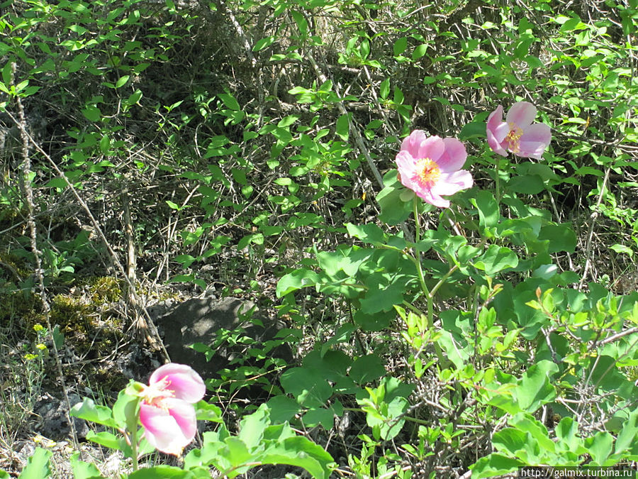 Пионы цветут.