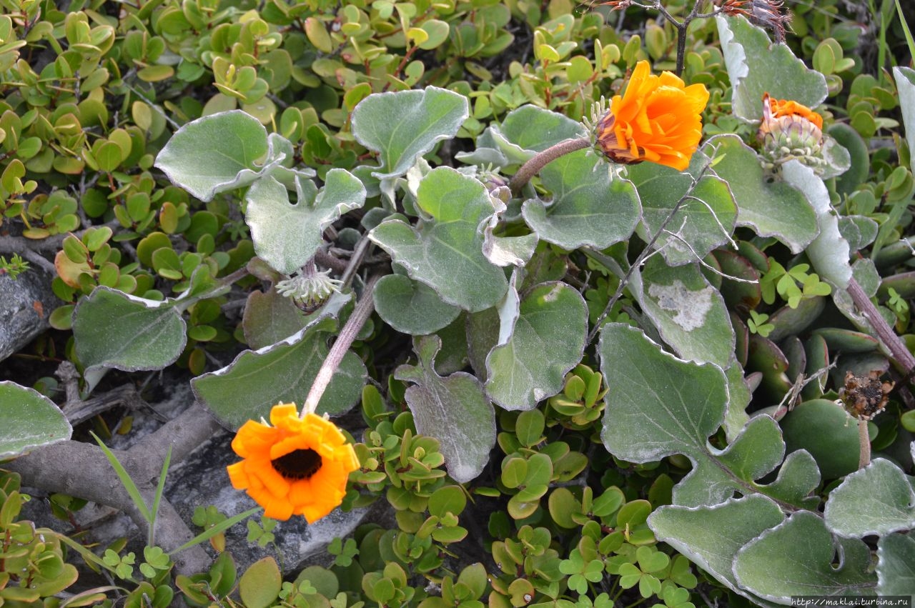 Агульяс. Мыс, где встречаются два океана Агульхас, ЮАР