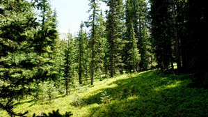 Чернику съели как то без нас, одни кустики обгрызенные остались.