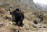 Считается, что домашними яки стали в 1 тысячелетии до нашей эры. Сейчас диких почти не встретить, разве что в самом Тибете, боятся они людей, хоть и обладают грозным оружием. Вон какие рожища...