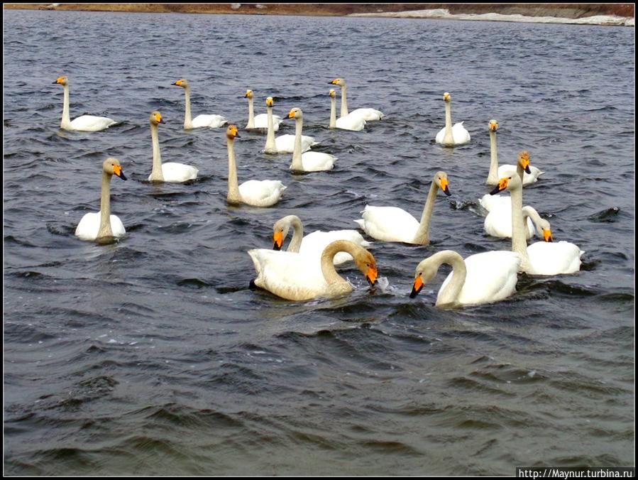 Пусть  летят  по  небу  лебеди... Южно-Сахалинск, Россия