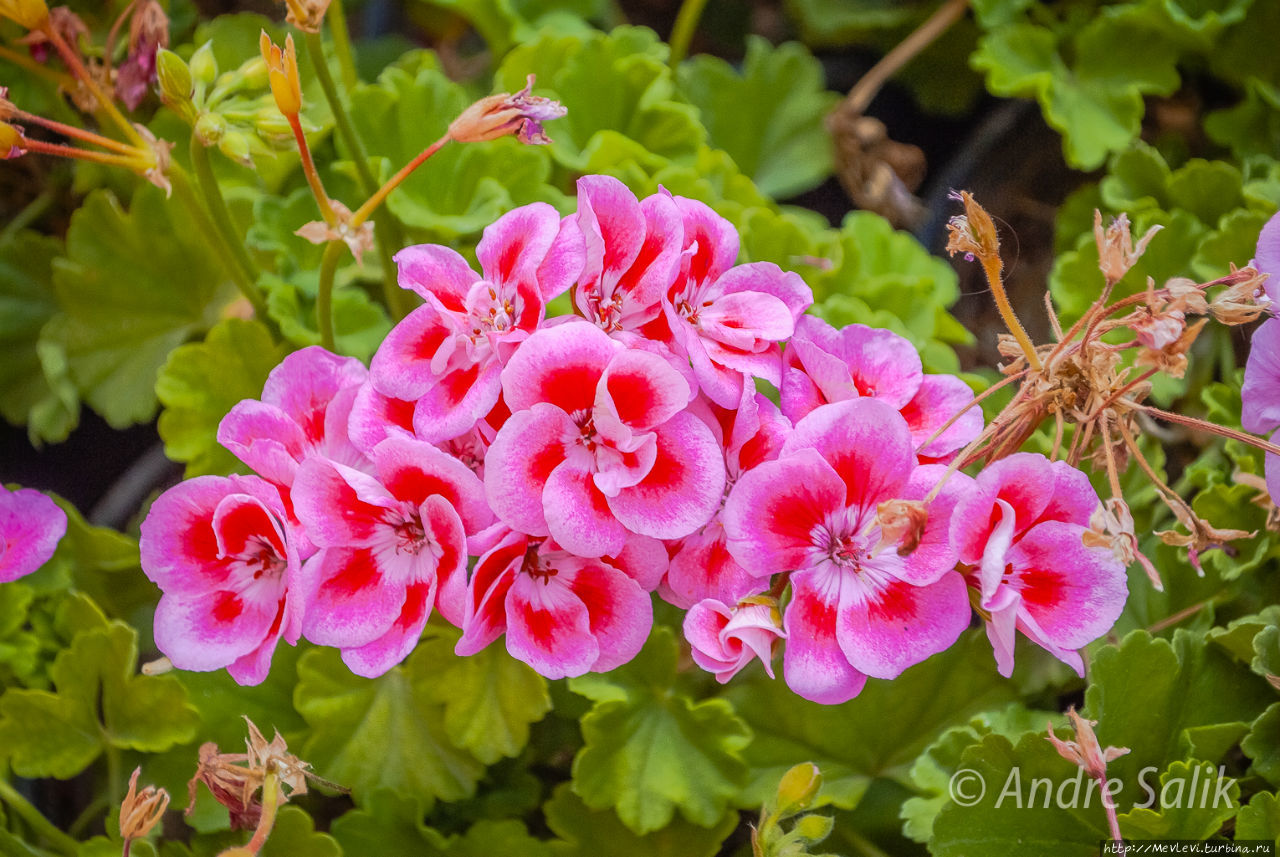 Шираз  сад Эрам Шираз, Иран