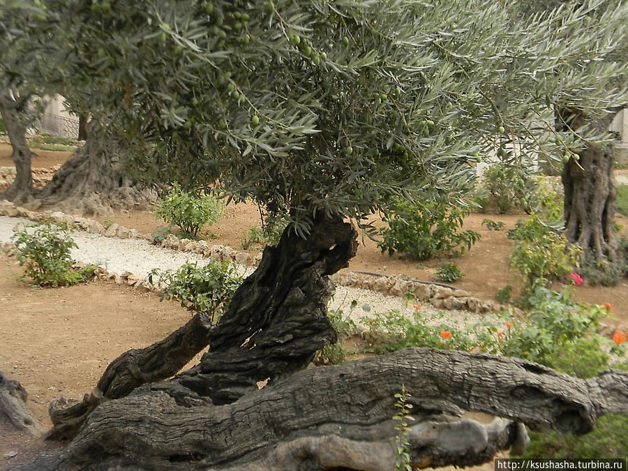 В Гефсиманском саду Иерусалим, Израиль