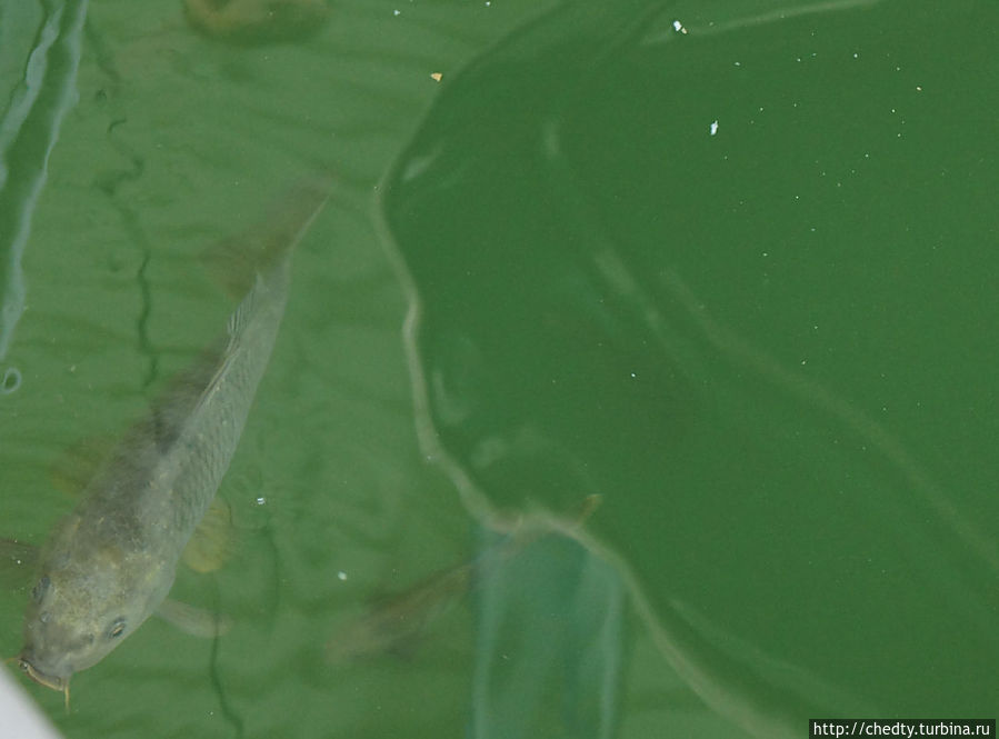 Подводные съемки Остин, CША