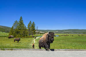 Обычный пешеход Йеллоустоуна