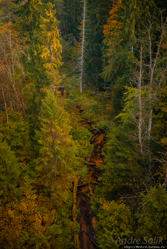 В лесу до рассвета Сигулда, Латвия