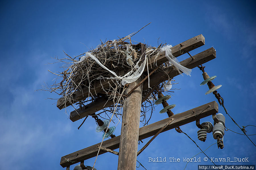Здесь встречается очень много гнёзд, свитых на столбах