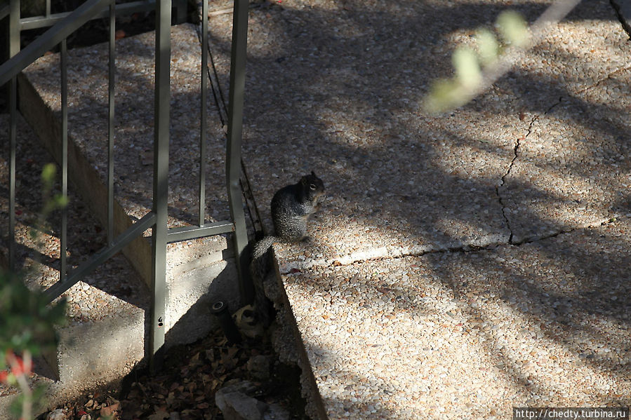 Чужие в городе Остин, CША