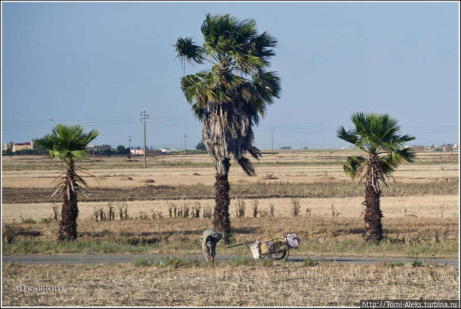 Одиноко стоящие в поле пальмы. А в огородах можно увидеть кактусы...
* Эль-Джадида, Марокко