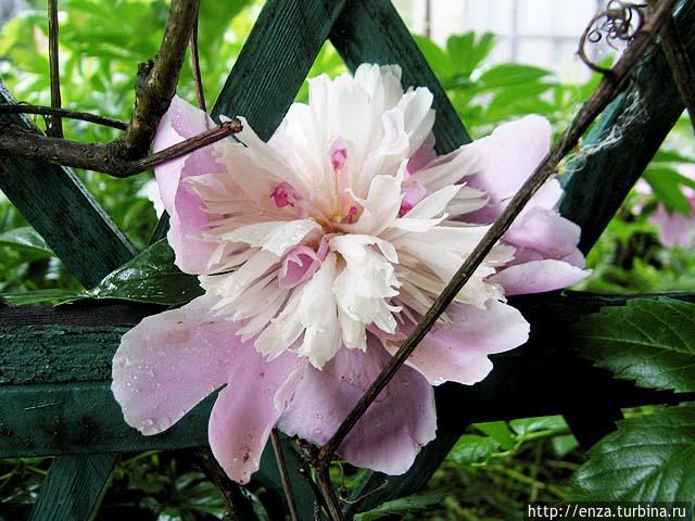 Дачная феерия