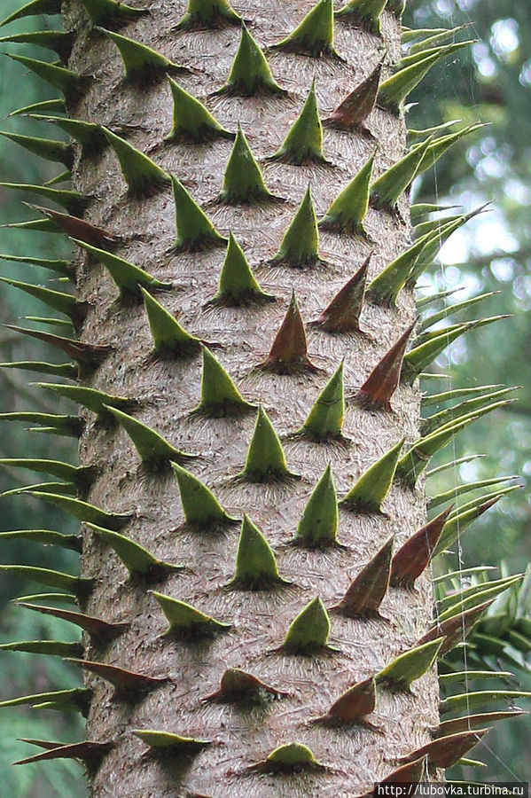 Араукария (Araucaria araucana)— очень древнее дерево. Когда-то миллионы лет назад по араукариевым лесам бродили динозавры.