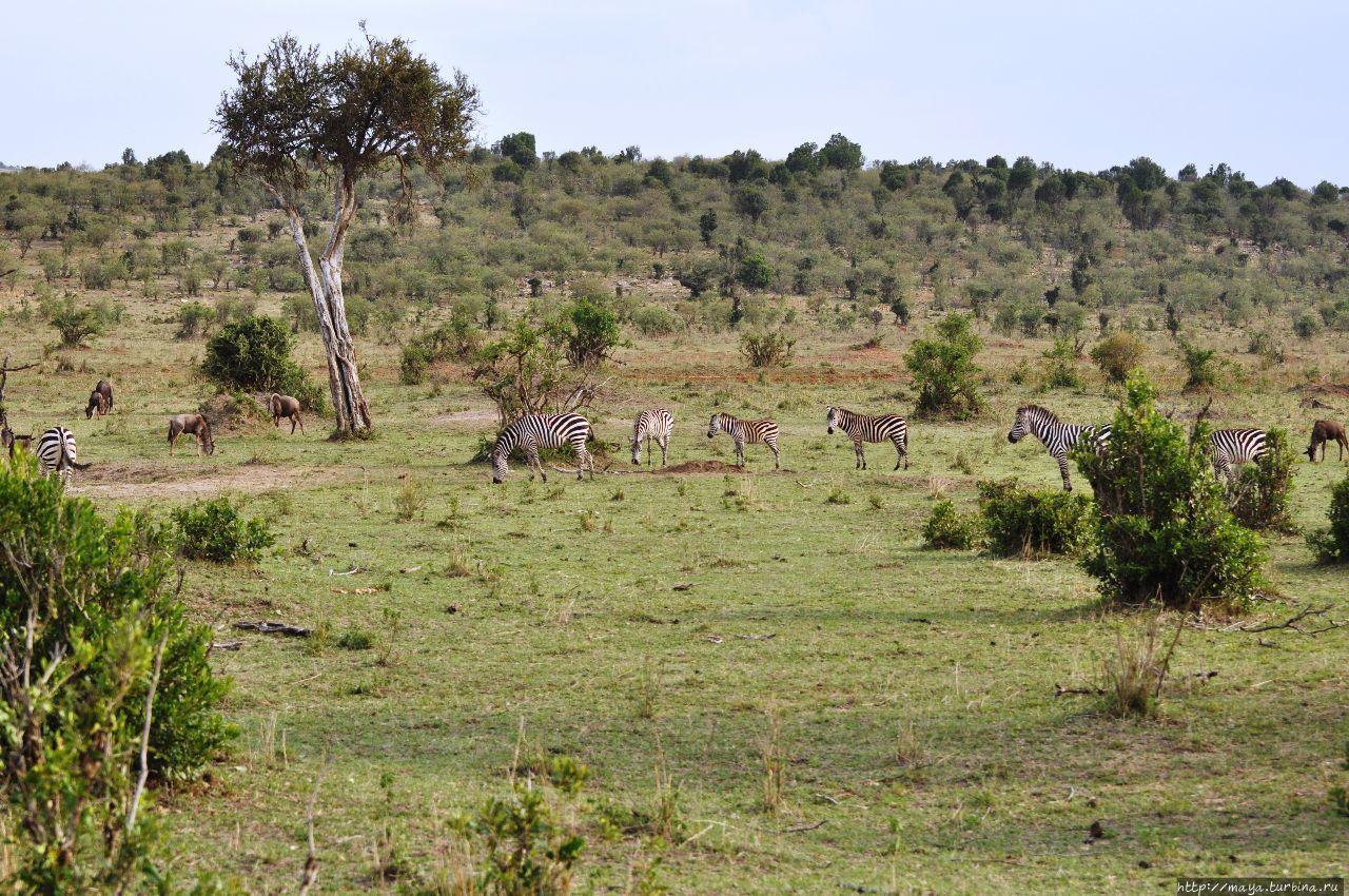 Масаи-Мара без Масаев и Мары. Чисто сафари Масаи-Мара Национальный Парк, Кения