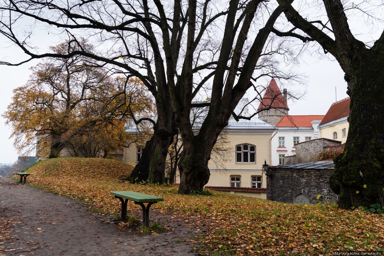 Дождливая осень в Таллине Таллин, Эстония