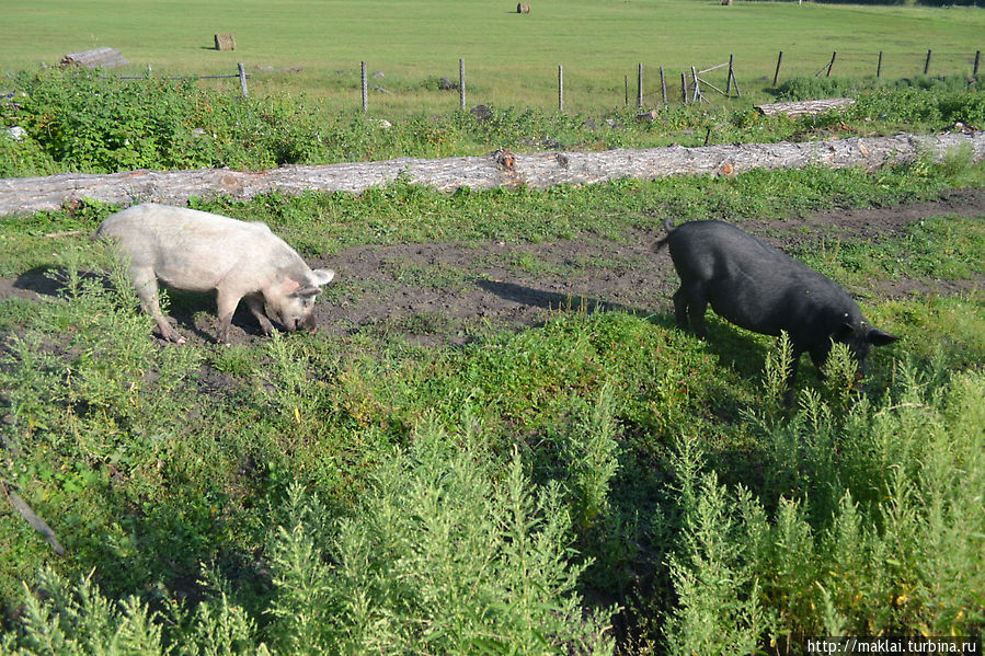 Один — белый, другой — чёрный — два весёлых свина! Мульта, Россия