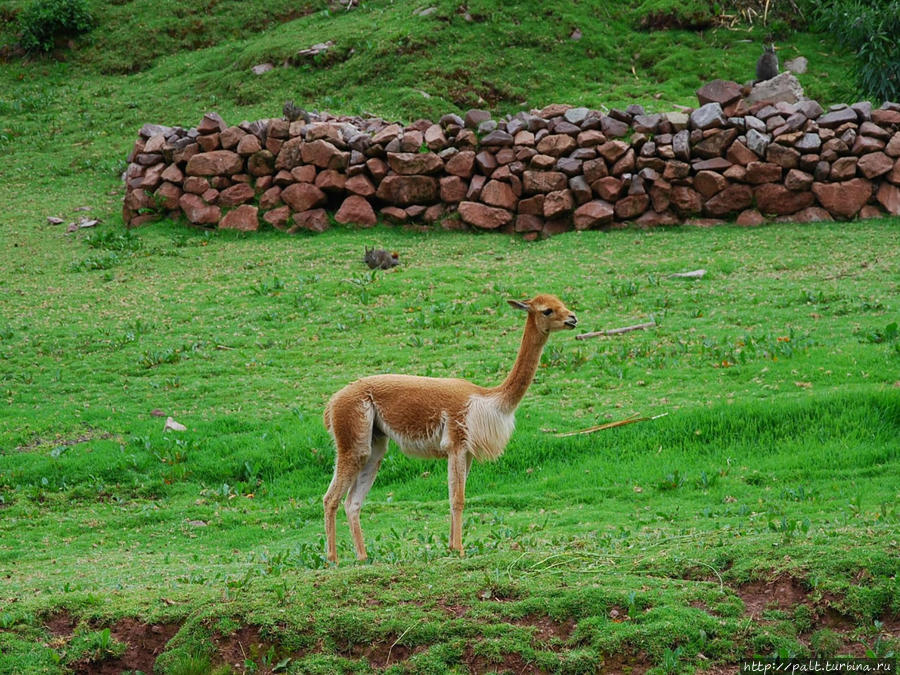 Фотомодель. Регион Куско, Перу