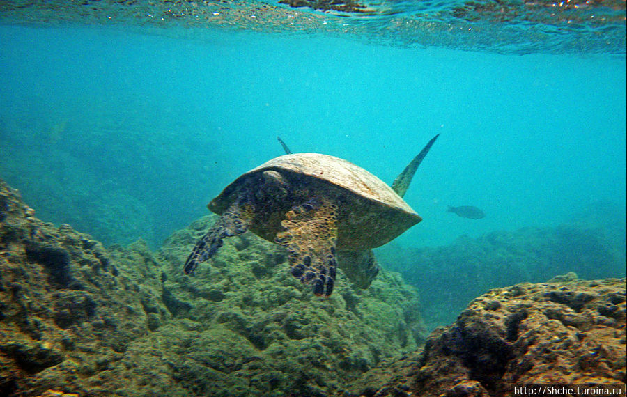 А теперь покатай меня, больша-ая черепаха Ханаума-Бей, CША