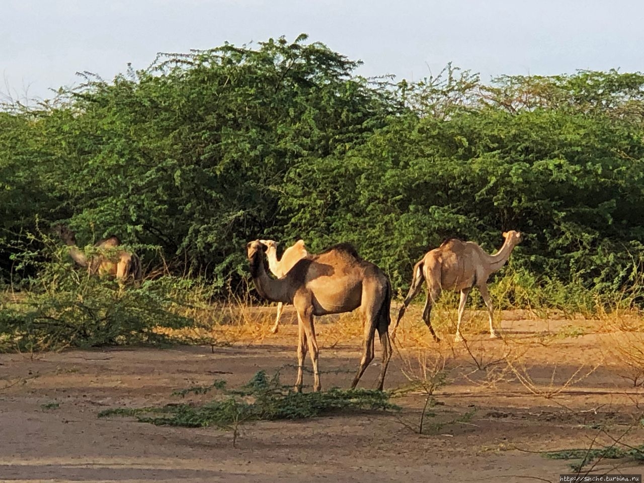 Верблюды идут на север Лодвар, Кения