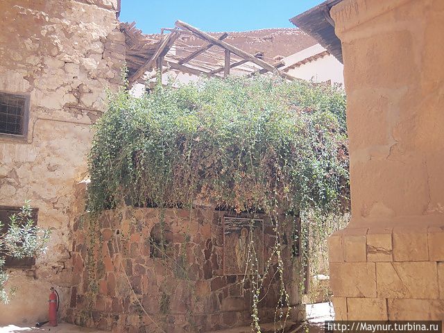 Неопалимая Купина. Из этого куста до Моисея донесся глас Христа. Терновник способен выпускать новые ветви от старых корней, поэтому ветви Неопалимой Купины растут до сих пор. Ветви выделяют эфирные масла,  которые быстро сгорают, не задевая куст. Именно от этого куста пошло зарождение монастыря Святой Екатерины.