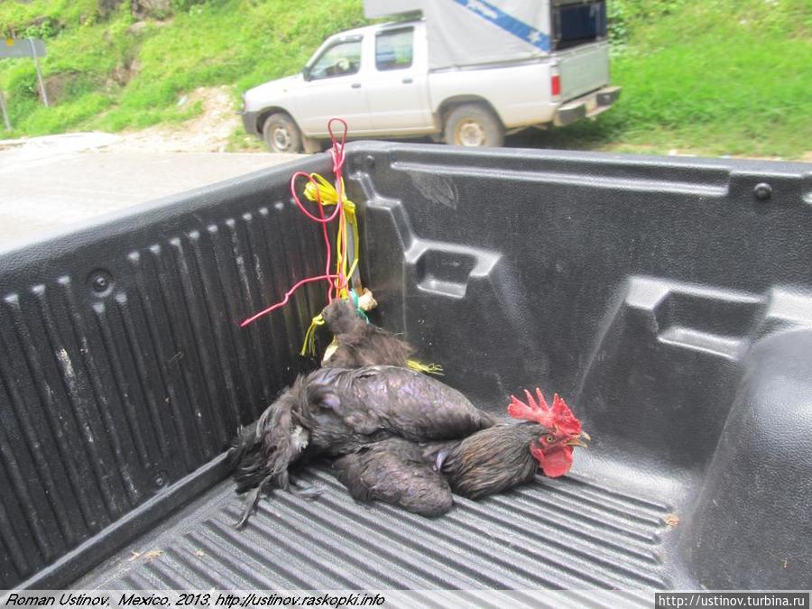 бедная птица Штат Чьяпас, Мексика