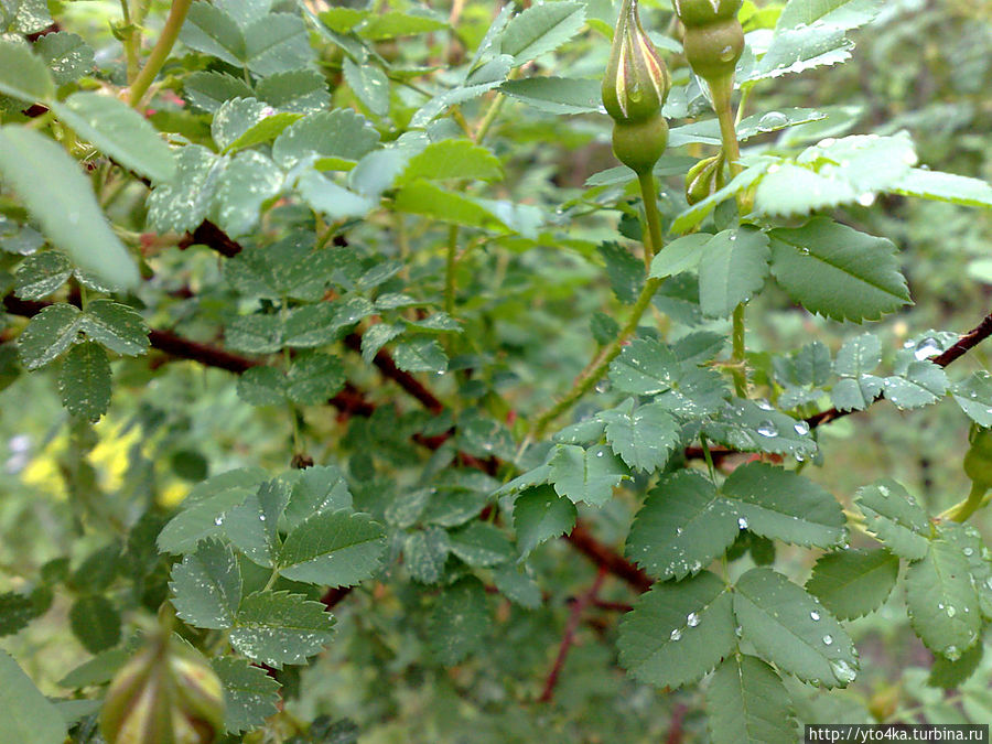Благодатные капли дождя Раменское, Россия