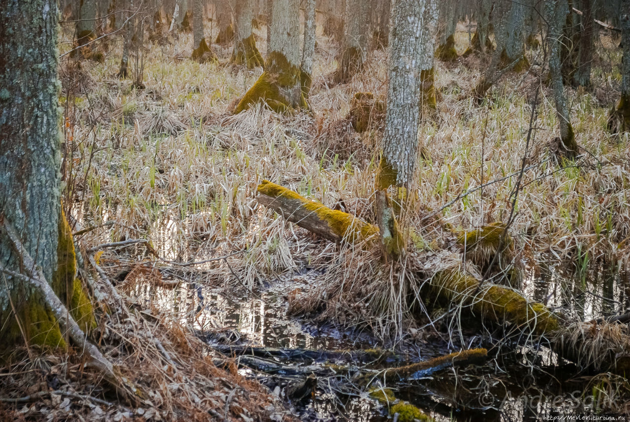 Озеро Слокас Кемери, Латвия