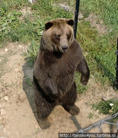 Парк танцующих медведей
