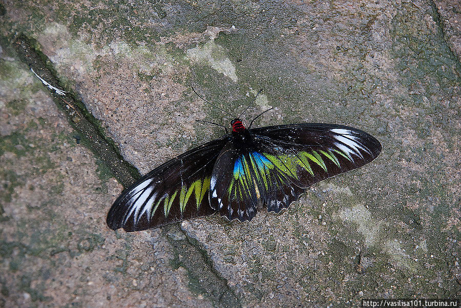 Сад бабочек Танах-Рата, Малайзия