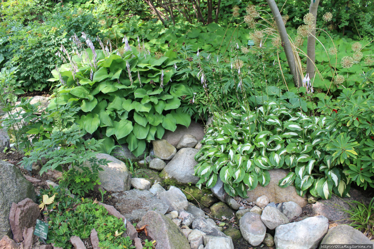 Красавицы хосты — пример оформления каменистых садов. Копенгаген, Дания