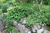 Красавицы хосты — пример оформления каменистых садов.